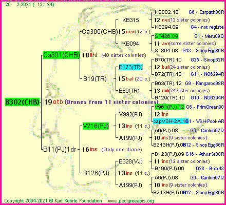 Pedigree of B302(CHB) :
four generations presented
it's temporarily unavailable, sorry!