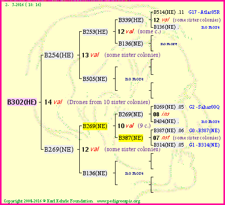 Pedigree of B302(HE) :
four generations presented