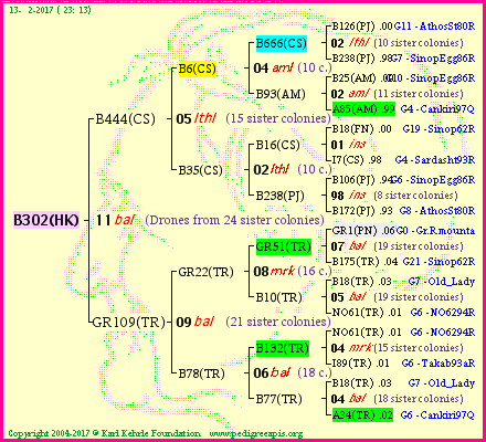 Pedigree of B302(HK) :
four generations presented