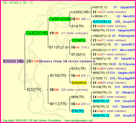 Pedigree of B303(CHB) :
four generations presented
it's temporarily unavailable, sorry!