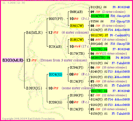 Pedigree of B303(MLR) :
four generations presented