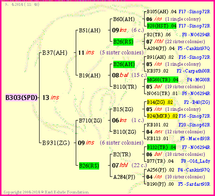 Pedigree of B303(SPD) :
four generations presented