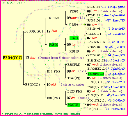 Pedigree of B304(CGC) :
four generations presented