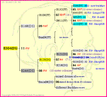 Pedigree of B304(DS) :
four generations presented