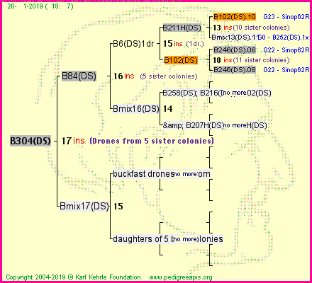 Pedigree of B304(DS) :
four generations presented
it's temporarily unavailable, sorry!