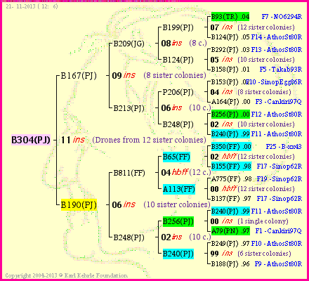 Pedigree of B304(PJ) :
four generations presented