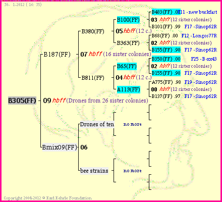 Pedigree of B305(FF) :
four generations presented