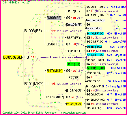 Pedigree of B305(GBE) :
four generations presented
it's temporarily unavailable, sorry!