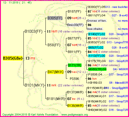 Pedigree of B305(GBe) :
four generations presented<br />it's temporarily unavailable, sorry!