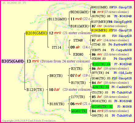 Pedigree of B305(GMH) :
four generations presented