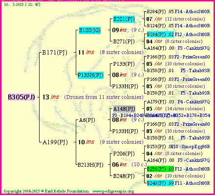 Pedigree of B305(PJ) :
four generations presented