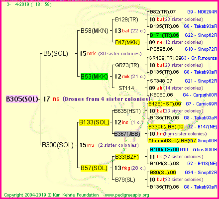 Pedigree of B305(SOL) :
four generations presented
it's temporarily unavailable, sorry!