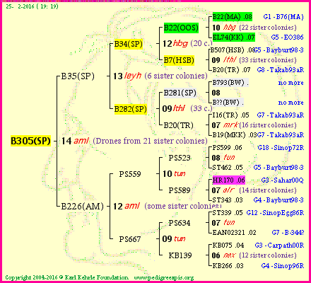 Pedigree of B305(SP) :
four generations presented