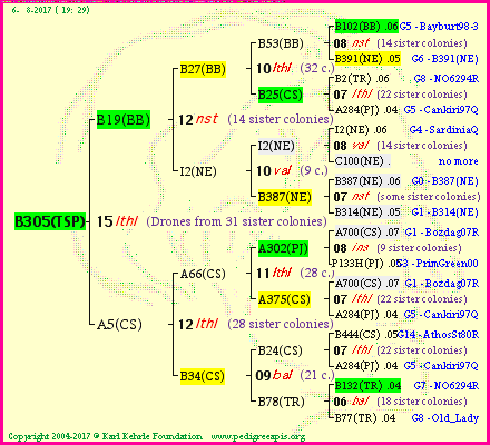 Pedigree of B305(TSP) :
four generations presented