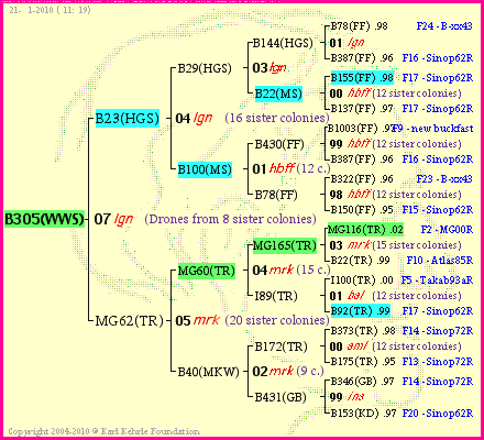 Pedigree of B305(WWS) :
four generations presented