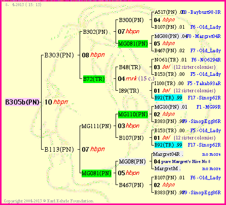 Pedigree of B305b(PN) :
four generations presented