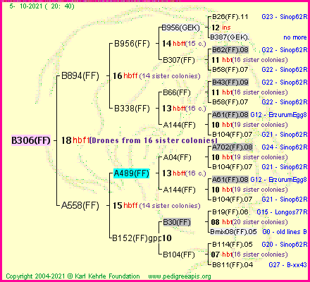 Pedigree of B306(FF) :
four generations presented
it's temporarily unavailable, sorry!