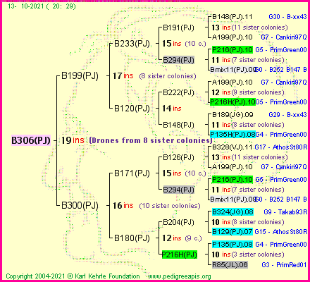 Pedigree of B306(PJ) :
four generations presented
it's temporarily unavailable, sorry!