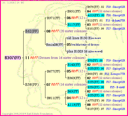 Pedigree of B307(FF) :
four generations presented