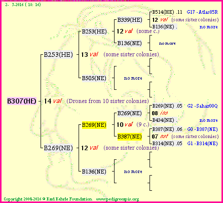 Pedigree of B307(HE) :
four generations presented