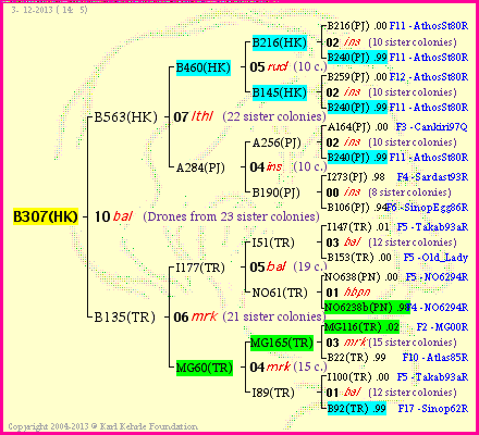 Pedigree of B307(HK) :
four generations presented