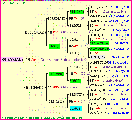 Pedigree of B307(MAK) :
four generations presented