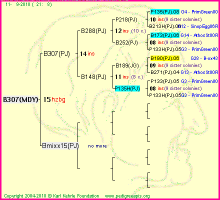 Pedigree of B307(MDY) :
four generations presented<br/>temporarily unavailable ... sorry