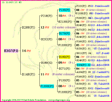 Pedigree of B307(PJ) :
four generations presented