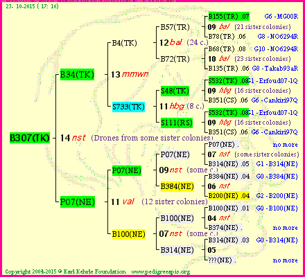 Pedigree of B307(TK) :
four generations presented<br />it's temporarily unavailable, sorry!