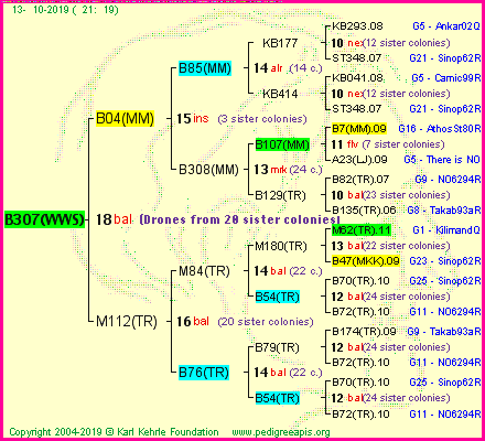 Pedigree of B307(WWS) :
four generations presented<br />it's temporarily unavailable, sorry!