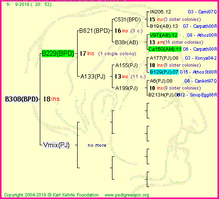 Pedigree of B308(BPD) :
four generations presented<br />it's temporarily unavailable, sorry!