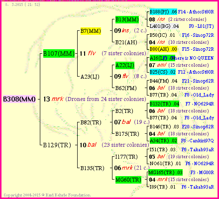 Pedigree of B308(MM) :
four generations presented