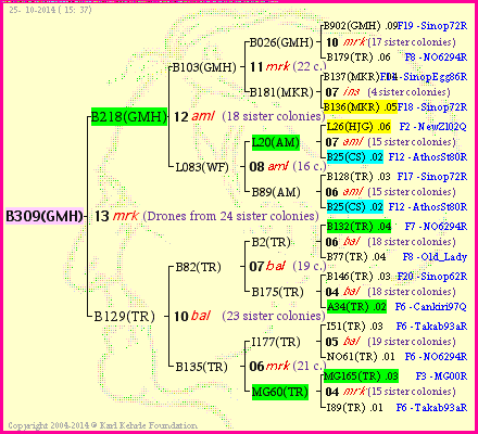 Pedigree of B309(GMH) :
four generations presented