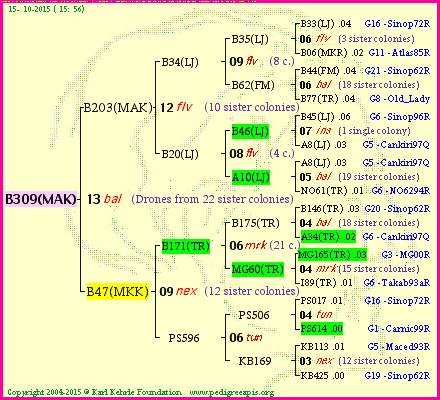 Pedigree of B309(MAK) :
four generations presented