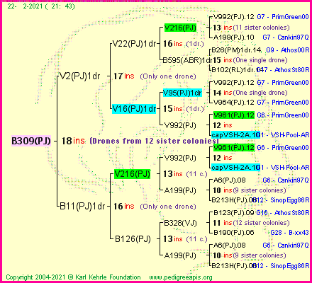 Pedigree of B309(PJ) :
four generations presented
it's temporarily unavailable, sorry!