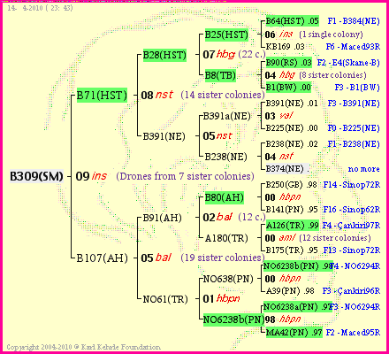 Pedigree of B309(SM) :
four generations presented