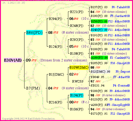 Pedigree of B30V(AB) :
four generations presented