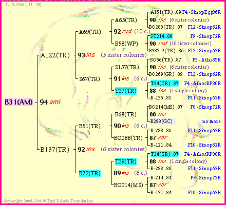 Pedigree of B31(AM) :
four generations presented