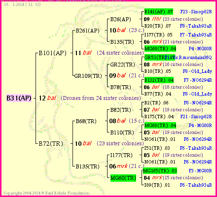 Pedigree of B31(AP) :
four generations presented