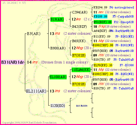 Pedigree of B31(AR)1dr :
four generations presented