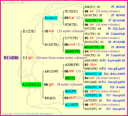 Pedigree of B31(DB) :
four generations presented