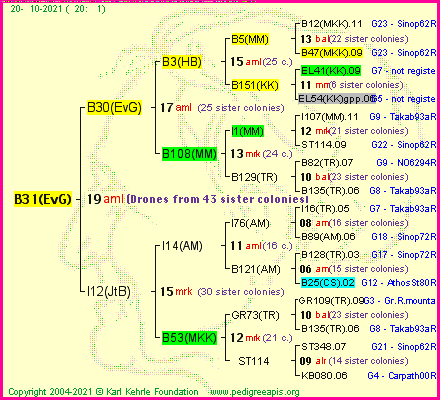 Pedigree of B31(EvG) :
four generations presented
it's temporarily unavailable, sorry!