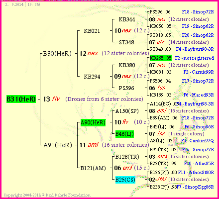 Pedigree of B31(HeR) :
four generations presented