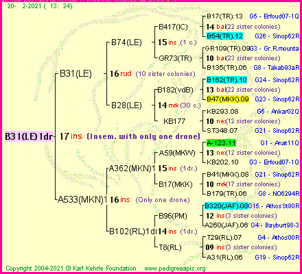 Pedigree of B31(LE)1dr :
four generations presented
it's temporarily unavailable, sorry!