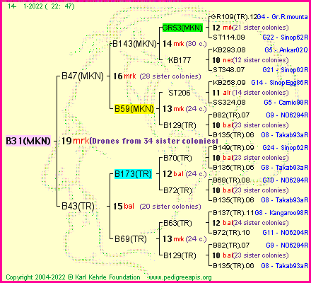 Pedigree of B31(MKN) :
four generations presented
it's temporarily unavailable, sorry!