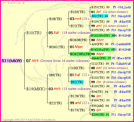 Pedigree of B31(MKW) :
four generations presented