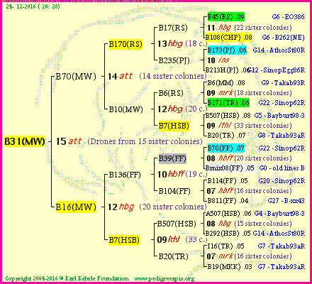 Pedigree of B31(MW) :
four generations presented