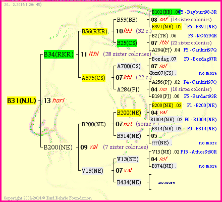 Pedigree of B31(NJU) :
four generations presented