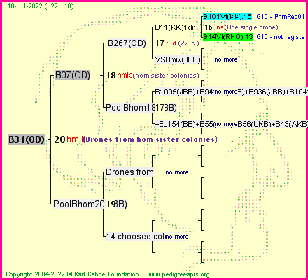 Pedigree of B31(OD) :
four generations presented
it's temporarily unavailable, sorry!