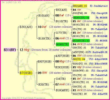 Pedigree of B31(RF) :
four generations presented